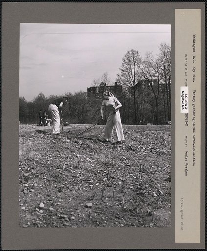 Washington, D.C. Victory gardening in the Northwest section