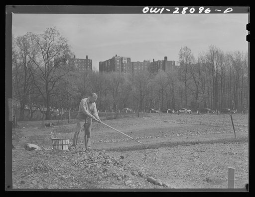 Washington, D.C. Victory gardening in the Northwest section