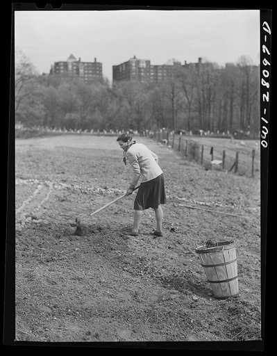 Washington, D.C. Victory gardening in the Northwest section