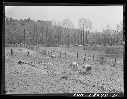 Washington, D.C. Victory gardening in the Northwest section