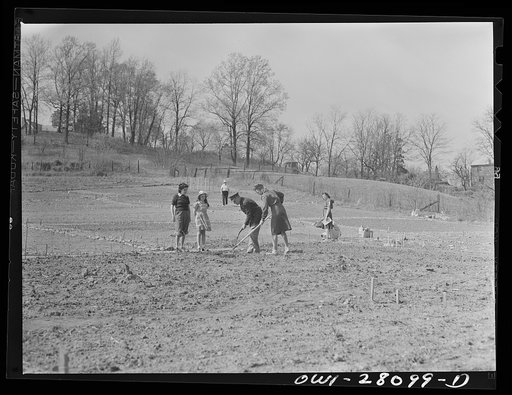 Washington, D.C. Victory gardening in the Northwest section