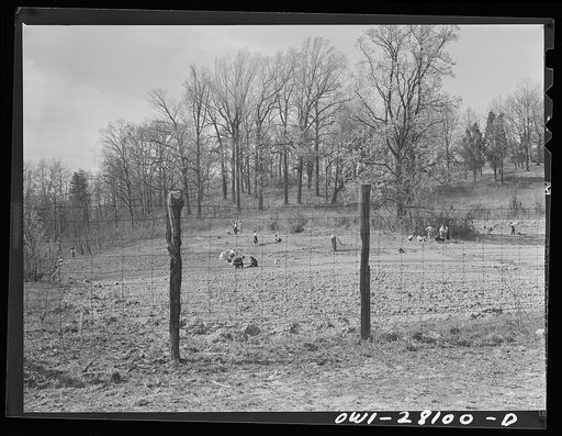 Washington, D.C. Victory gardening in the Northwest section