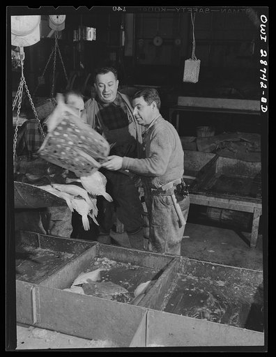 New York, New York. A "hooker" shoveling redfish onto the scales in the Fulton fish market
