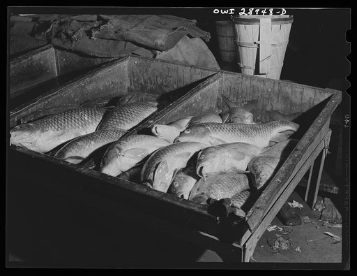 New York, New York. Cod fish at the Fulton fish market