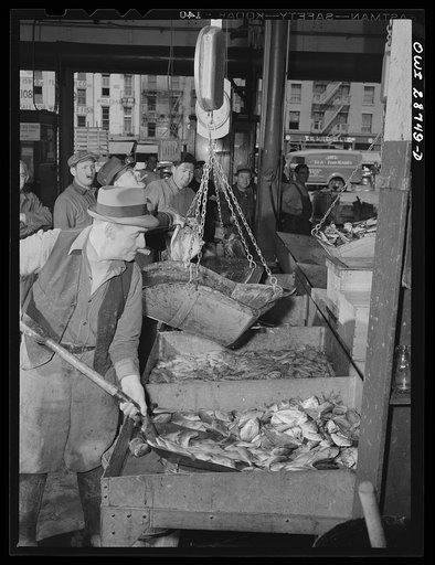 New York, New York. A "hooker" shoveling redfish onto the scales in the Fulton fish market