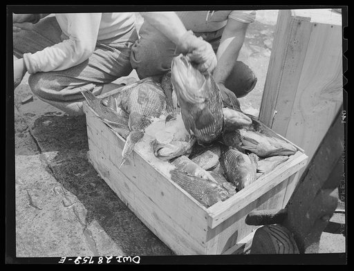 New York, New York. Dock stevedores packing and icing fish at the Fulton fish market