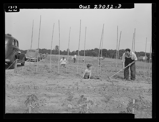 Sunday morning in many United States communities finds all the neighbors getting together at their victory garden. Through cooperation of the local organizations, thousands of vacant lots in thousands of cities are being transformed into gardens