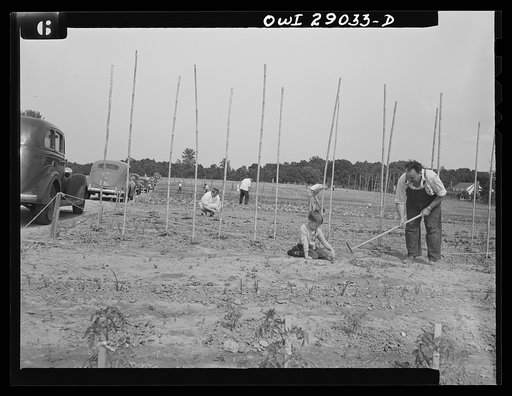 Untitled photo, possibly related to: Sunday morning in many United States communities finds all the neighbors getting together at their victory garden. Through cooperation of the local organizations, thousands of vacant lots in thousands of cities are being transformed into gardens