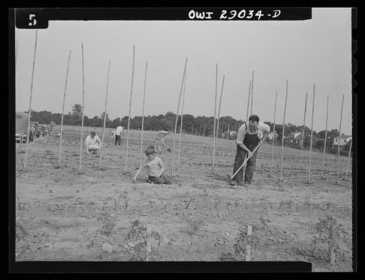 Untitled photo, possibly related to: Sunday morning in many United States communities finds all the neighbors getting together at their victory garden. Through cooperation of the local organizations, thousands of vacant lots in thousands of cities are being transformed into gardens