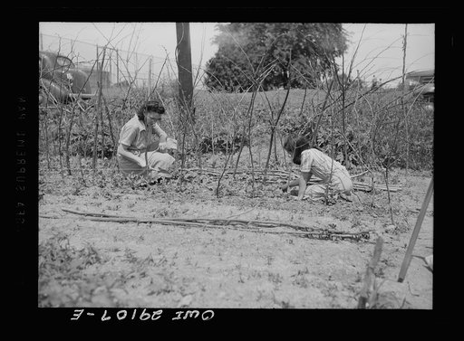 Washington, D.C. Workers in a large victory garden on Fairlawn Avenue, Southeast