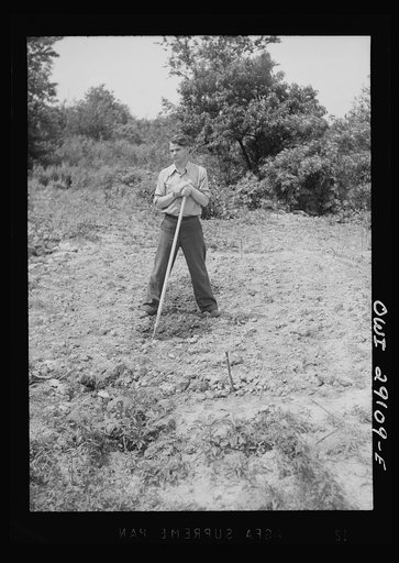 Untitled photo, possibly related to: Washington, D.C. Mr. Ben Botkin of the Library of Congress at work on his victory garden which is part of a large plot on Fairlawn Avenue, Southeast