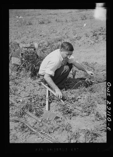 Washington, D.C. Mr. Ben Botkin of the Library of Congress at work on his victory garden which is part of a large plot on Fairlawn Avenue, Southeast