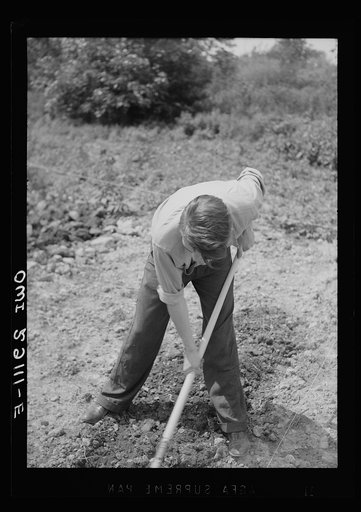 Untitled photo, possibly related to: Washington, D.C. Mr. Ben Botkin of the Library of Congress at work on his victory garden which is part of a large plot on Fairlawn Avenue, Southeast