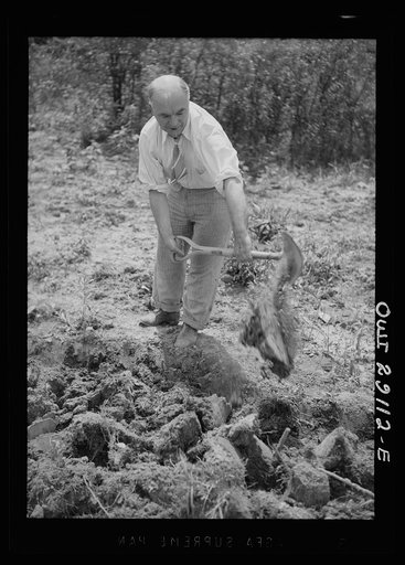 Untitled photo, possibly related to: Washington, D.C. Leslie Edward Carr of the British purchasing commission with his wife at their victory garden on Fairlawn Avenue, Southeast