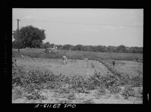 Washington, D.C. Part of a large victory garden on Fairlawn Avenue, Southeast