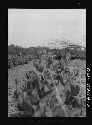Untitled photo, possibly related to: Washington, D.C. Workers in a large victory garden on Fairlawn Avenue, Southeast