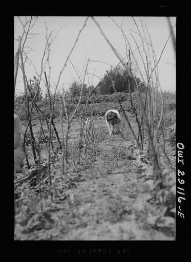 Washington, D.C. Workers in a large victory garden on Fairlawn Avenue, Southeast