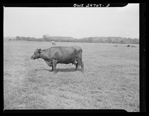 Untitled photo, possibly related to: Point Pleasant, West Virginia. A short-horned bull at the farm of C.C. Lewis and Sons