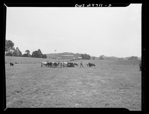 Point Pleasant, West Virginia. The farm and the herd of polled milking short horns at the farm of C.C. Lewis and Sons