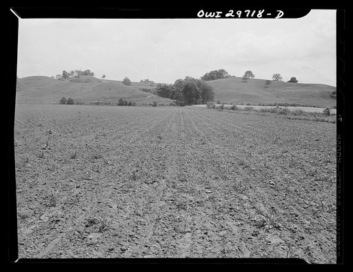 Point Pleasant (vicinity), West Virginia. Part of the farm of C.C. Lewis and Sons