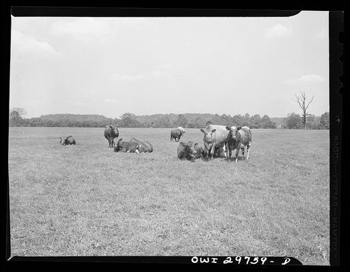 Point Pleasant, West Virginia. Short-horned cows at the farm of C.C. Lewis and Sons