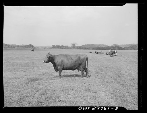 Point Pleasant, West Virginia. A short-horned cow at the farm of C.C. Lewis and Sons