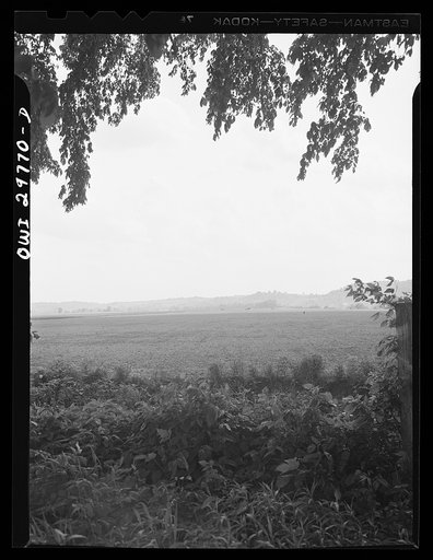 Untitled photo, possibly related to: Point Pleasant, West Virginia. A herd of short-horned cattle grazing on the farm of C.C. Lewis and Sons