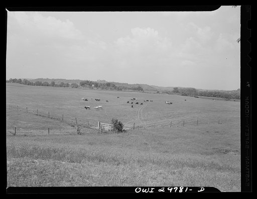 Untitled photo, possibly related to: Point Pleasant, West Virginia. The farm of C.C. Lewis and Sons