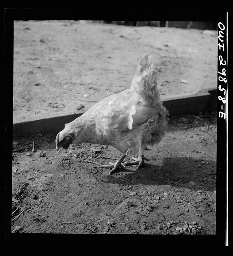 Point Pleasant, West Virginia. A badly-cared-for chicken