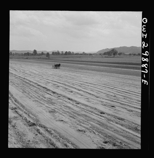 Point Pleasant, West Virginia. Dragging the soil after the seed has been deposited