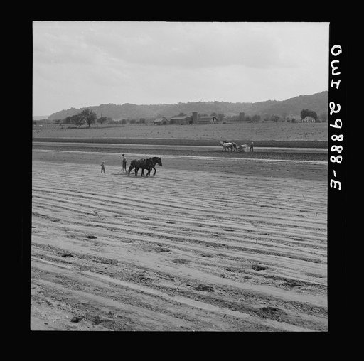 Point Pleasant, West Virginia. Dragging the soil after the seed has been deposited