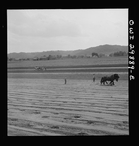 Untitled photo, possibly related to: Point Pleasant, West Virginia. Dragging the soil after the seed has been deposited