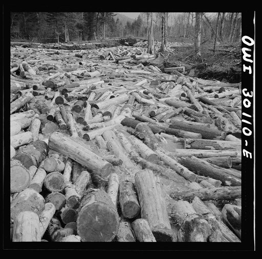 Spring pulpwood drive on the Brown Company timber holdings in Maine. Logs riding high on the extra large "head" of water released to break the jam