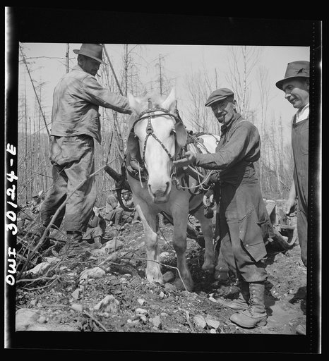 Untitled photo, possibly related to: Spring pulpwood drive on the Brown Company timber holdings in Maine. This horse, which has hauled the lunch wagon near where the woodsmen are working, is one of a large group of intelligent, well-trained, and well-cared-for horses which in winter haul the wood ov