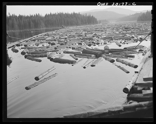 Spring pulpwood drive on the Brown Company timber holdings in Maine. Logs in the boom on Long Pond being fed into the sluice way