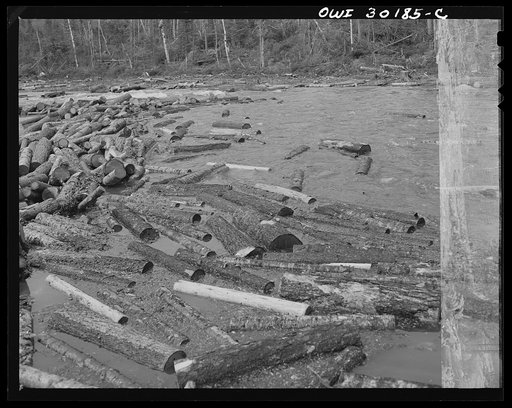 Untitled photo, possibly related to: Spring pulpwood drive on the Brown Company timber holdings in Maine. Pulp logs floating downstream