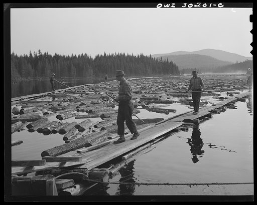 Spring pulpwood drive on the Brown Company timber holdings in Maine.  Feeding logs through the sluice at Long Pond. A key log is caught with twisted point of a pike, and as the woodman pulls this log others are carried with it into the sluiceway