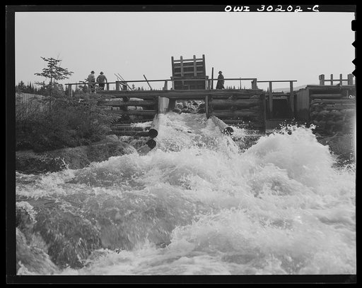 Spring pulpwood drive on the Brown Company timber holdings in Maine. Pulpwood sluicing through the dam at Long Pond