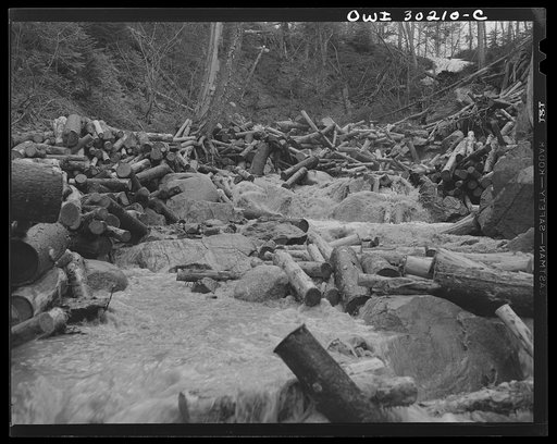 Untitled photo, possibly related to: Spring pulpwood drive on the Brown Company timber holdings in Maine. When a "head" has passed and the stream subsides to its normal flow of water, there are logs called "rears," which have been left behind thrown up on the banks or caught on snags