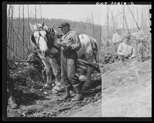 Spring pulpwood drive on the Brown Company timber holdings in Maine. This horse, which has hauled the lunch wagon near where the woodsmen are working, is one of a large group of intelligent, well-trained, and well-cared-for horses which in winter haul the wood over the snow from the place of cutting