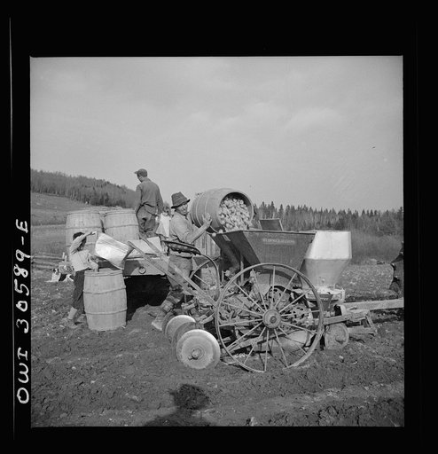 Fort Kent, Aroostook County, Maine. Spring potato planting on the French Acadian farm of Leonard Gagnon. Leonard Gagnon dumping a barrel of cut potatoes into the hopper of a seeder
