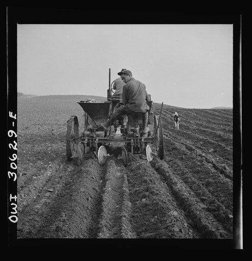 Spring potato planting on the French Acadian farm of Leonard Gagnon. Fort Kent, Aroostook County, Maine