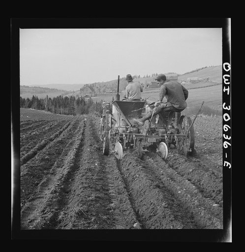 Spring potato planting on the French Acadian farm of Leonard Gagnon. Fort Kent, Aroostook County, Maine. Planting potatoes