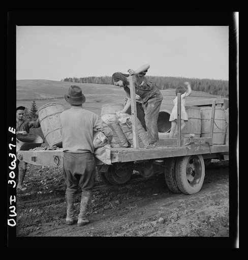 Spring potato planting on the French Acadian farm of Leonard Gagnon. Fort Kent, Aroostook County, Maine