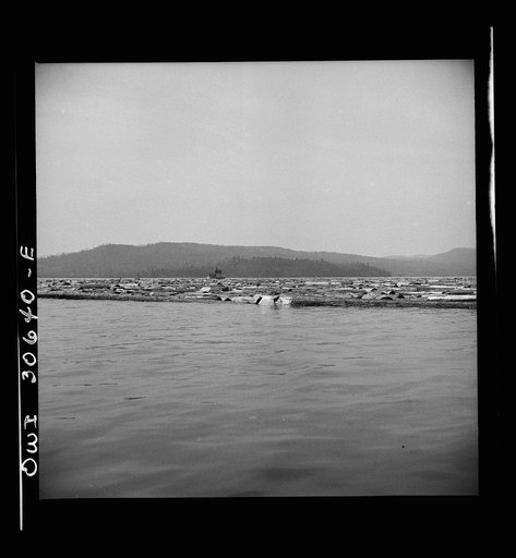 Untitled photo, possibly related to: Spring wood pulp drive on the Brown Company timber holdings in Maine. On lakes and often on the rivers, pulp logs are confined within a "boom," a chain of logs, to keep them from dispersing