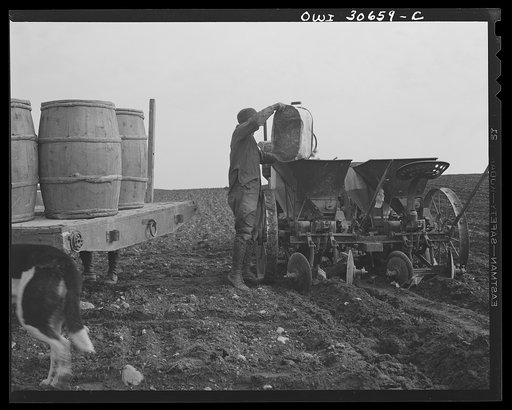 Fort Kent, Aroostook County, Maine. Spring potato planting on the French Acadian farm of Leonard Gagnon. Loading cut potatoes into the hopper of a seeder before planting them