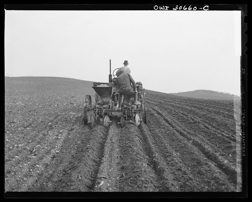 Fort Kent, Aroostook County, Maine. Spring potato planting on the French Acadian farm of Leonard Gagnon