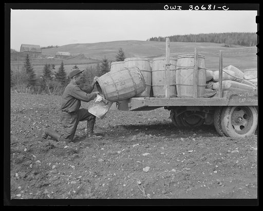 Fort Kent, Aroostook County, Maine. Spring potato planting on the French Acadian farm of Leonard Gagnon. A hired hand dumping out potatoes into a tub before pouring them into seeder