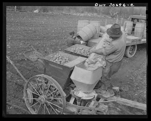 Ashland, Aroostook County, Maine. Spring potato planting on the French Acadian farm of Leonard Gagnon. Leonard Gagnon dumping fertilizer into a seeder