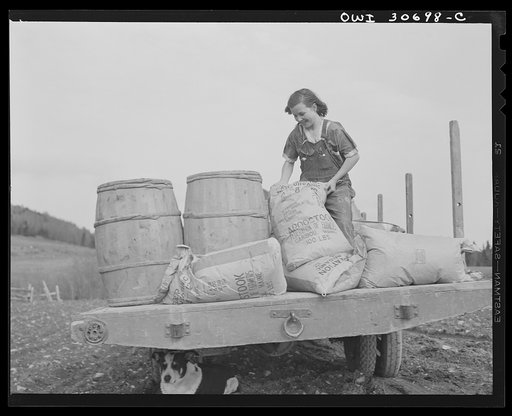 Fort Kent, Aroostook County, Maine. Spring potato planting on the French Acadian farm of Leonard Gagnon. Marianne Gagnon lifting potato fertilizer before dumping it into a seeder